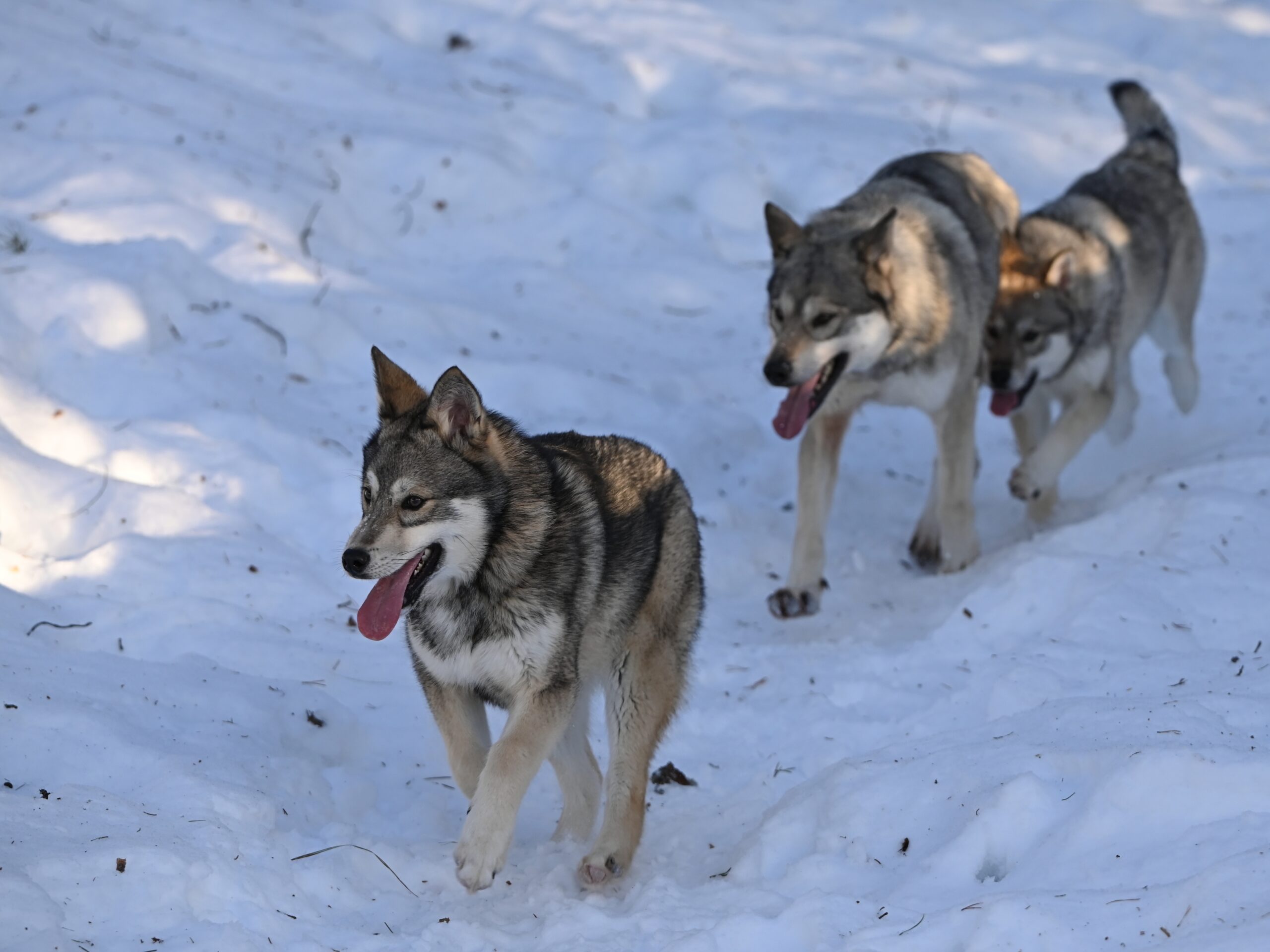 elokuvasudet juoksevat talvisessa maisemassa